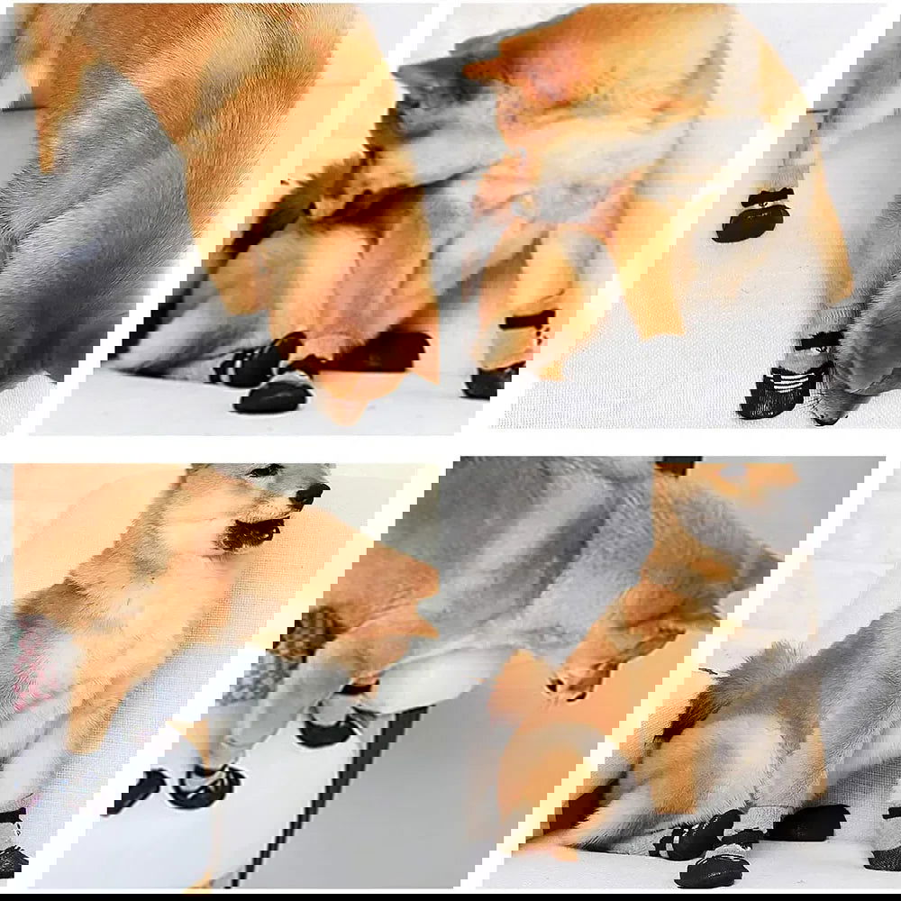 Chaussettes pour Chien à Scratch